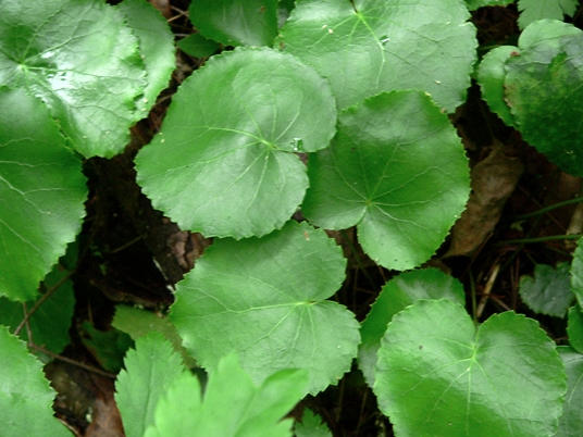 {Galax urceolata}
